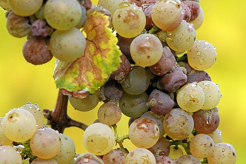 Botrytis cinerea