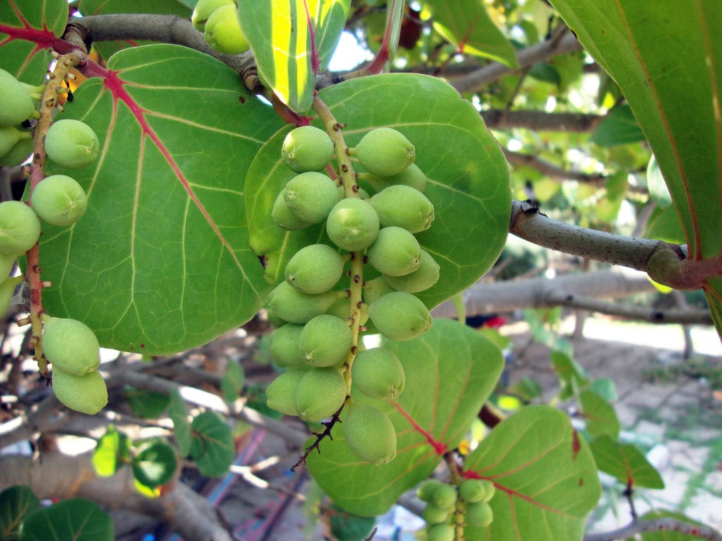 coccoloba_uvifera_