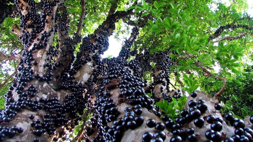 jabuticaba-myrciaria-cauliflora