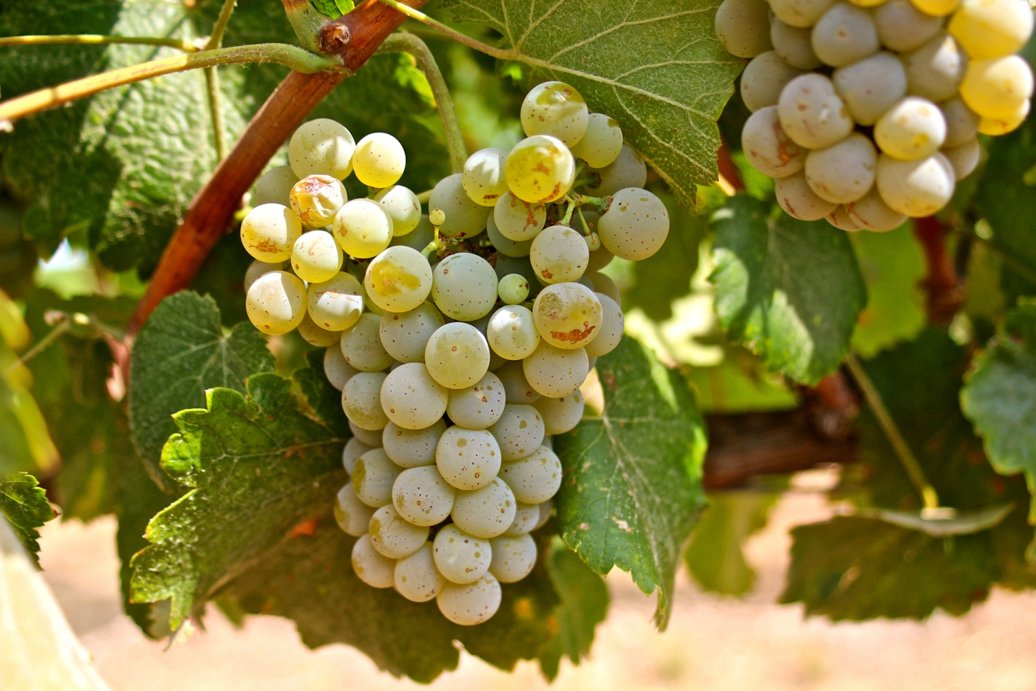 Albarino-Grape