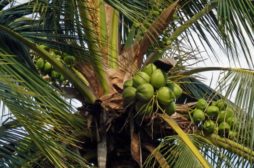 Kokosovník ořechoplodý – Cocos nucifera L.