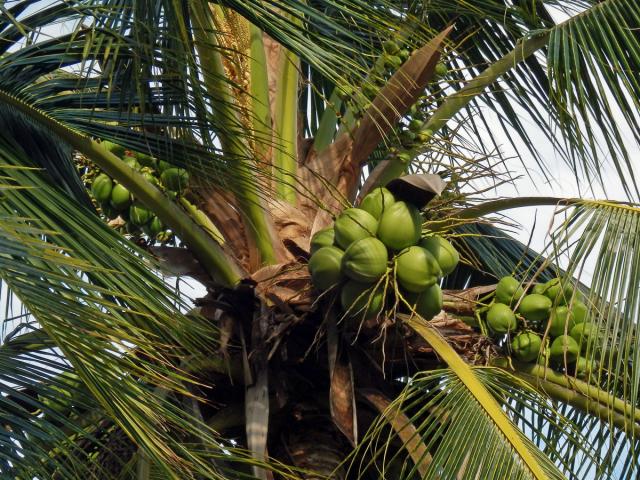 Kokosovník ořechoplodý – Cocos nucifera L.