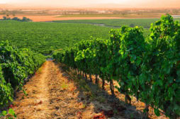 vineyard_turkey