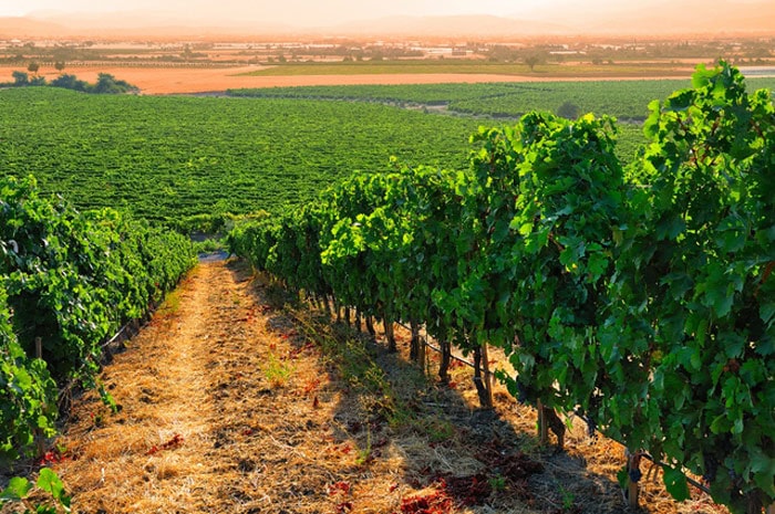 vineyard_turkey