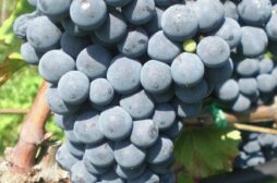 Cabernet Cortis